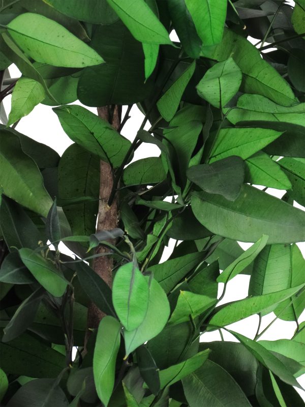 Preserved Eucalyptus Robusta • Green • Mansanisi Trunk - Image 2