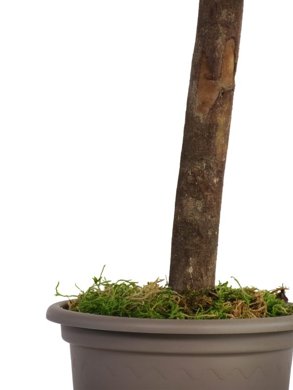 Preserved Eucalyptus Robusta • Green • Mansanisi Trunk - Image 3