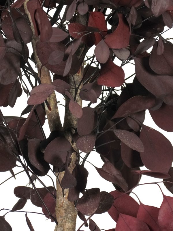 Eucalipto Populus Stabilizzato • Rosso • Tronco Mansanisi - immagine 2