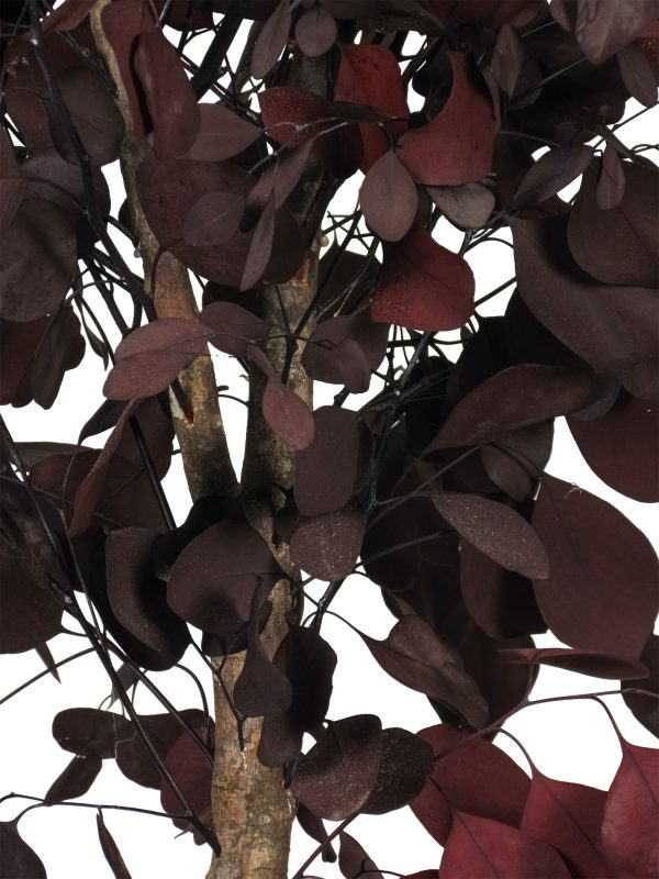 Preserved Eucalyptus Populus • Red • Mansanisi Trunk - Image 2