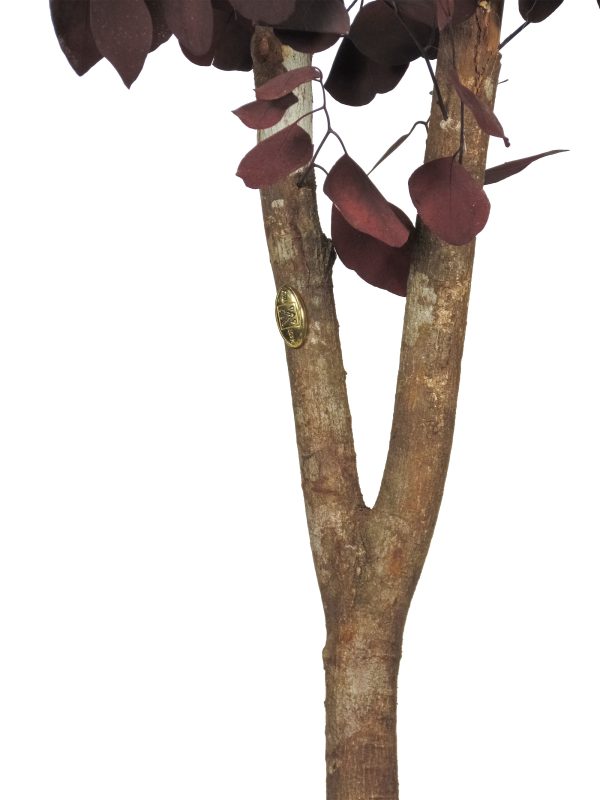 Preserved Eucalyptus Populus • Red • Mansanisi Trunk - Image 3
