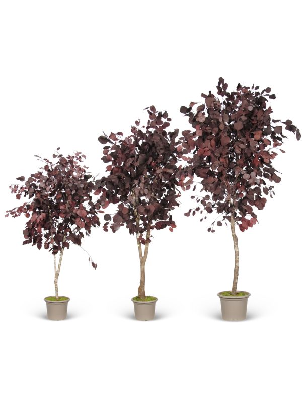 Eucalipto Populus Stabilizzato • Rosso • Tronco Mansanisi