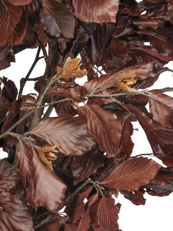 Preserved Beech • Red •  Mansanisi Trunk - Image 2