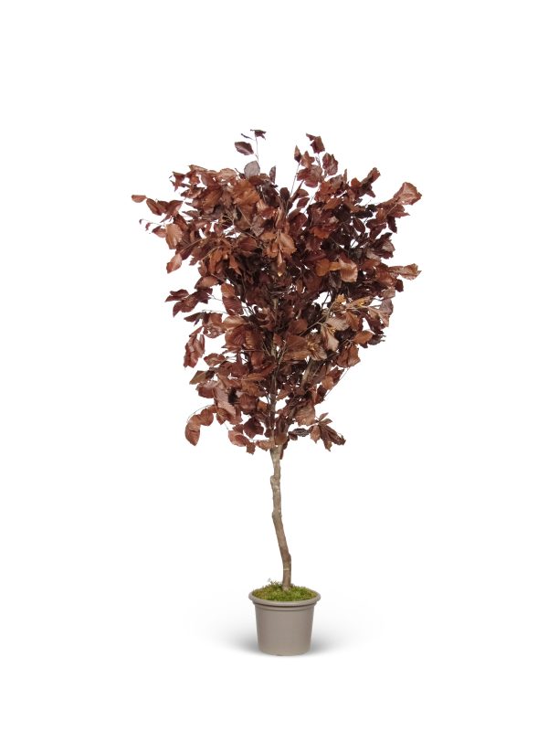 Preserved Beech • Red •  Mansanisi Trunk