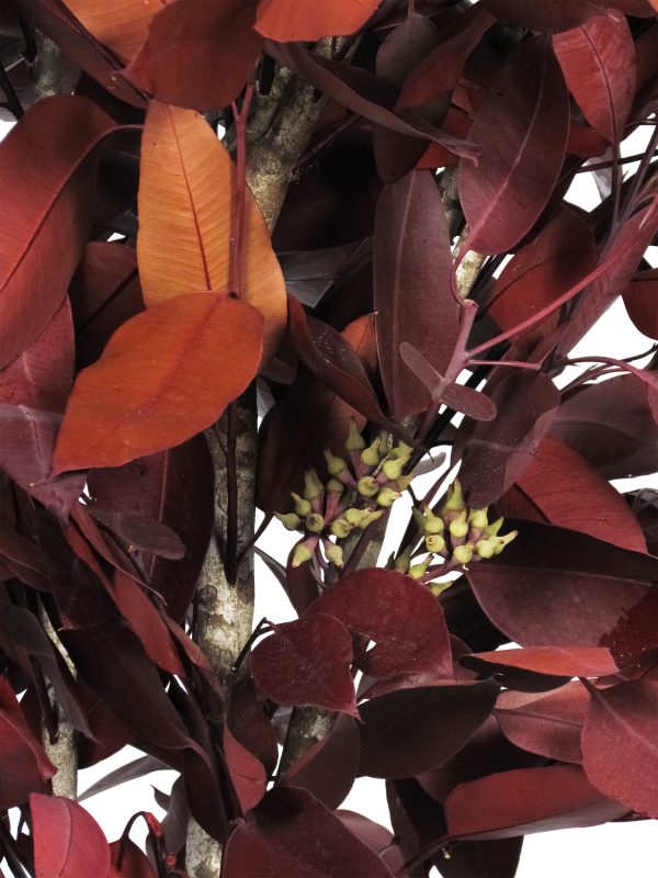 Stabilized Eucalyptus Robusta • Red • Mansanisi Trunk - Image 2