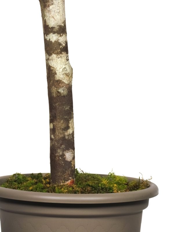 Stabilized Eucalyptus Robusta • Red • Mansanisi Trunk - Image 3
