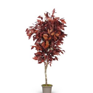 Stabilized Eucalyptus Robusta • Red • Mansanisi Trunk