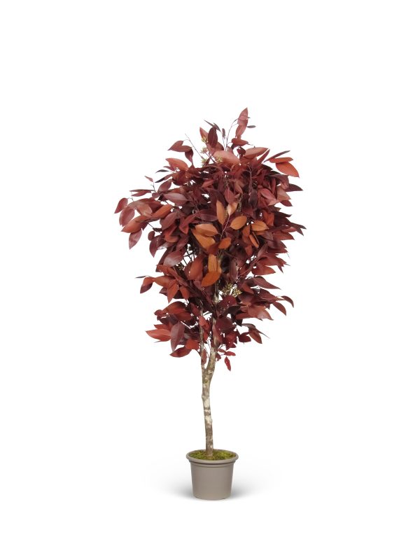 Stabilized Eucalyptus Robusta • Red • Mansanisi Trunk