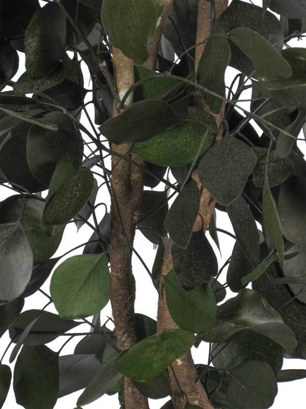 Preserved Eucalyptus Populus • Green • Mansanisi Trunk - Image 2
