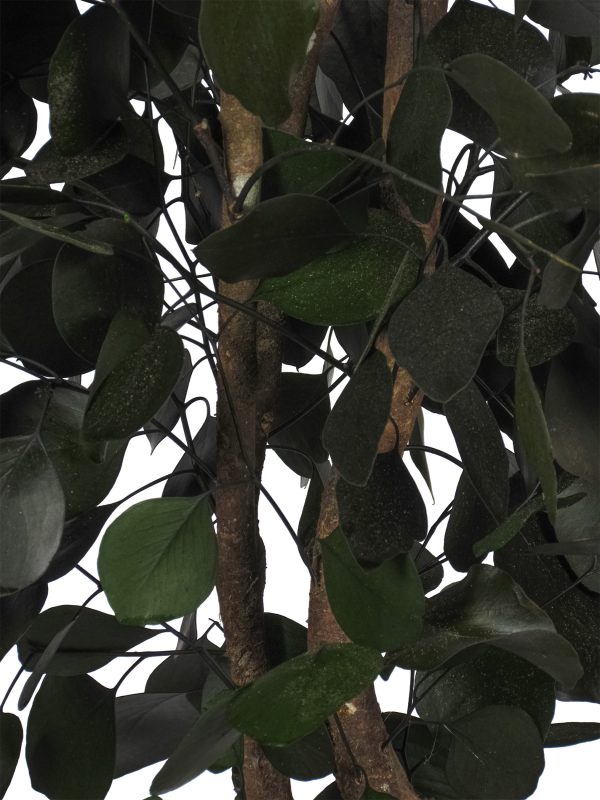 Preserved Eucalyptus Populus • Green • Mansanisi Trunk - Image 2