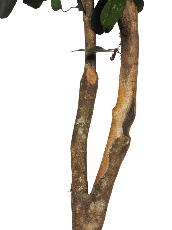 Preserved Eucalyptus Populus • Green • Mansanisi Trunk - Image 3