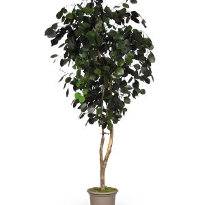 Preserved Eucalyptus Populus • Green • Mansanisi Trunk
