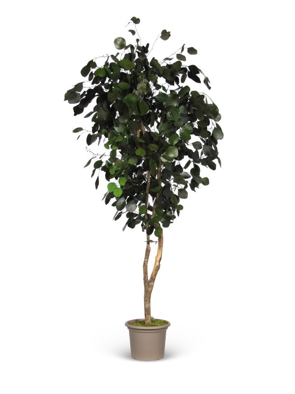 Preserved Eucalyptus Populus • Green • Mansanisi Trunk