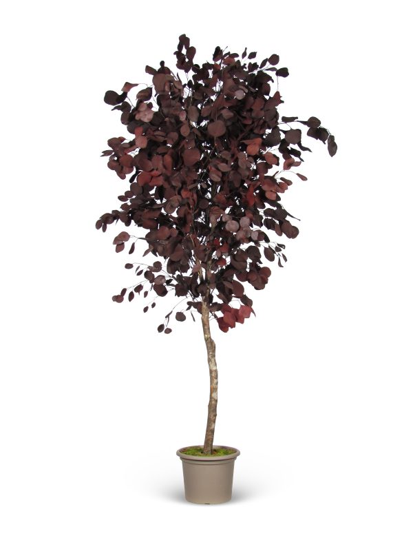 Preserved Eucalyptus Populus • Red • Mansanisi Trunk