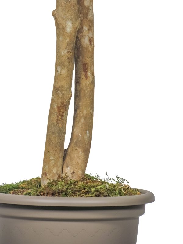 Semi-Natural Luxe Maple • Green • Mansanisi Trunk - Image 4