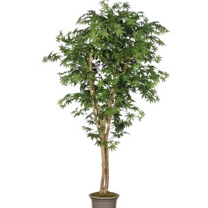 Semi-Natural Luxe Maple • Green • Mansanisi Trunk