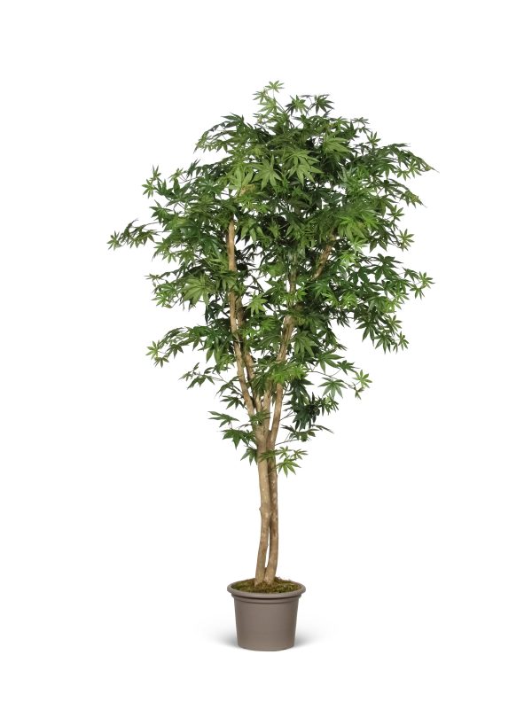 Semi-Natural Luxe Maple • Green • Mansanisi Trunk